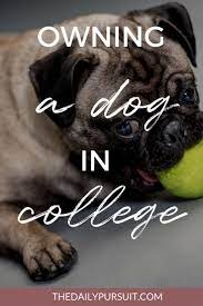 Hugedomains Com College Hacks College Classes College Life Hacks