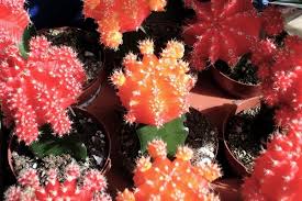 These colorful cacti have become popular small houseplants that are very easy how to care for moon cactus: How Big Do Moon Cactus Get Succulent Alley