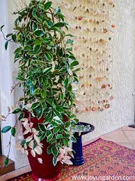 Care Tips For Growing Hoya Plants Outdoors Joy Us Garden