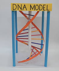 ‪Create a Hands-On DNA Model Craft for Fun Science Learning - Activity  Single - FeviCreate‬‏