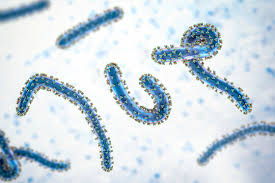 Image result for Filoviridae