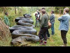 World Biggest Snake Anaconda Found In America S Amazon River Youtube Unusual Animals Giant Anaconda Anaconda