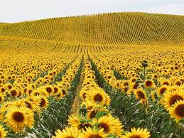 Sunflowers Garden Field Quote June Is Bustin Out All Over Oscar Hammerstein Ii Field Wallpaper Sunflower Fields Sunflower Wallpaper