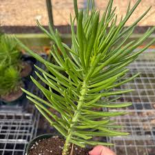 Image result for Senecio greenwayi