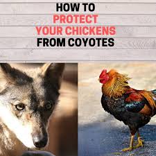There are a lot of different reasons why someone might like a. How To Protect Chickens From Coyotes No More Missing Flock Bugwiz