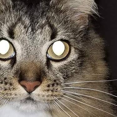 Why Do a Cat's Eyes Glow? | Hill's Pet