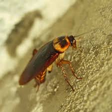 Les bêtes à bon dieu. Repulsif Insecte Naturel Et Traitement Maladie Jardins Animes Com