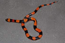 Lampropeltis Triangulum Campbelli Milk Snake Cute Snake Reptiles Names