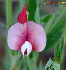 Image result for Lathyrus