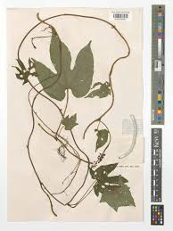 Image result for Dioscoreophyllum