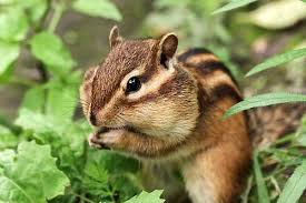 Because i am going to tell you. 7 Tips For Keeping Chipmunks Out Of Your Bulbs A Cultivated Nest