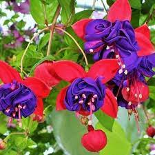 home for beat your neighbor plant food fertilizer plants flowers flower draping full sun