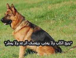 حكم عن الكلب اقتباسات وعبارات عن الكلب Dog Quotes Dogs Animals