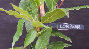 Lorbeer Pflegen Uberwintern Schneiden Co Plantura