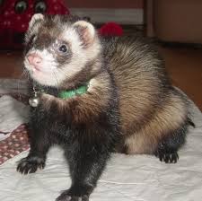Ferret Colors And Patterns