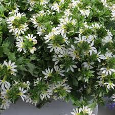 Image result for Scaevola