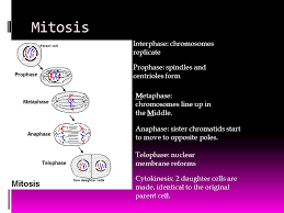 Difference between mitosis and meiosis class 9 notes | edurev notes for class 9 is made by best teachers who have written some of the best books of class 9. Do Now Complete The Fill In The Blank Work Sheet On Mitosis And Cell Division Monday February 11 Th Ppt Download