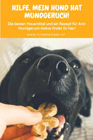 Dein Hund Hat Mundgeruch Diese 4 Hausmittel Helfen Inkl Gratis Rezept Flummi S Diary Mundgeruch Hausmittel Mundgeruch Hunde Kekse Rezept