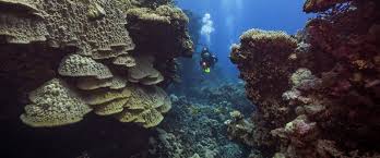 Shoal is defined as to come together in a group, or to become shallow, or to sail into a shallow part of the water. 43 Liveaboards In Fury Shoal Egypt Liveaboard Com