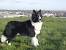 Long Haired Border Collie Puppy