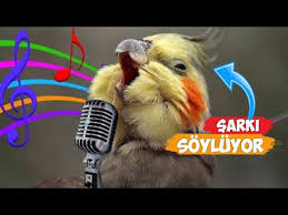 Sarki Soyleyen Kus Videolari Derlemesi Sultan Papaganlari Youtube