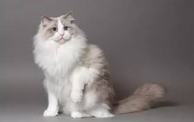 Ragdoll Cat Profile History Temperament And Colours Cat