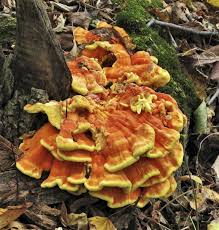 Chicken Of The Woods Laetiporus Sulphureus Photo By Ramona Abrego Http Www Minnesotaseasons Com Fungi Chicken Of The Chicken Of The Woods Fungi Chicken