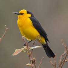 Image result for Crepidorhopalon flavus