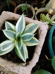 Image result for Siphonochilus longitubus