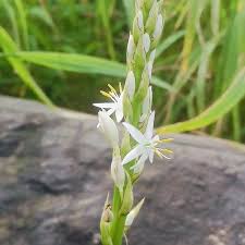 Image result for Chlorophytum bowkeri