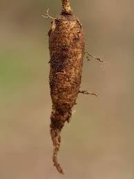 Image result for Talinum crispatulum