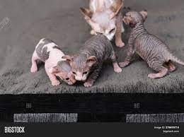 Newborn Kittens Sphynx Image Photo Free Trial Bigstock