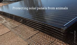 Do I Need Critter Guards For My Solar Panel System Energysage