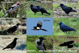 Die saatkrähe (corvus frugilegus) ist eine der vier europäischen arten der gattung corvus aus der familie der rabenvögel (corvidae).die große krähe mit marka. Raben Und Krahen Unterschied Zwischen Raben Und Krahen In Deutschland