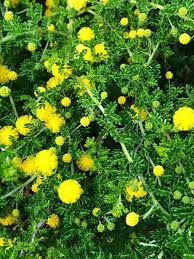 Image result for Acacia lasiopetala