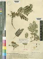 Image result for Albizia schimperiana