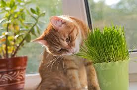 However, some cats become overly excited when exposed. The Crazy Ways Catnip Affects Your Cat And The 1 Plant That Has The Same Effect On Dogs