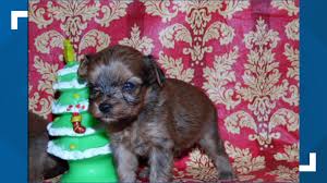 Ridgewood kennels was first founded in york county, pennsylvania in 1972 by our late father. State Police Investigate Theft Of Two Yorkiepoo Puppies In Perry County Fox43 Com