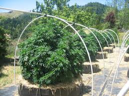 Now that you're ready to learn how to. How To Grow Weed Outside In California Helpful Tips