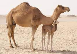 640 x 480 jpeg 106 кб. Baby Camel With Mama Camel
