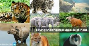 endangered animal species of india causes reasons and