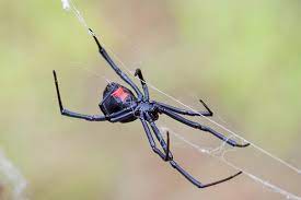 In north america, black widow spider is considered as the most poisonous one. 10 Fascinating Things About Black Widow Spiders