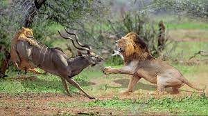 TOP 6 LION VS KUDU | Animals Battle For Survival In Wild Life ...
