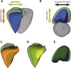 A nők nehezen válnak meg a ruhadarabjaiktól, de a tavasz és az ősz a legmegfelelőbb időszak a ruhák kiválogatására. Importance Of Nonlongitudinal Motion Components In Right Ventricular Function Three Dimensional Echocardiographic Study In Healthy Volunteers Journal Of The American Society Of Echocardiography