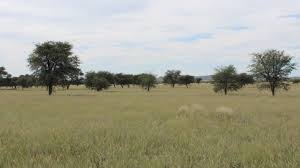 Image result for Geigeria burkei