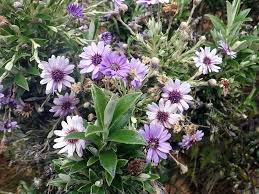 Image result for Oleandra distenta