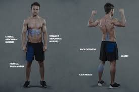 They form by the fusion and elongation of numerous precursor cells called myoblasts. Squats The Secret To Strong Abs