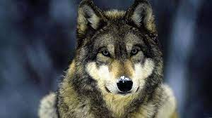 238927 views | 146709 downloads. Pin On Wolf Wallpapers 1