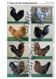 In dieser übersicht der zwerghühner rassen findet man nicht nur die fotos der zwerghühner, sondern auch informationen zur legeleistung, eignung zur naturbrut und tipps zur eigröße, eifarbe und küken. V Tiere Auf Der Frohnatalschau Antwerpener Bartzwerge