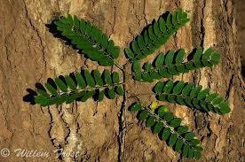 Image result for Cordyla